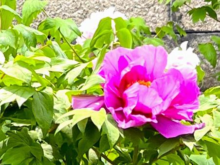 牡丹 牡丹の写真