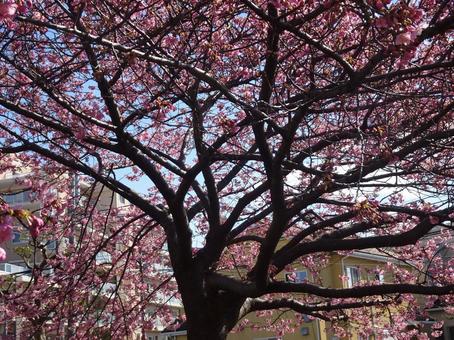 河津桜の公園-21 河津桜の公園-21の写真