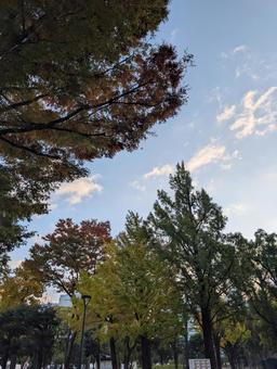 木と空 木,公園,空の写真素材