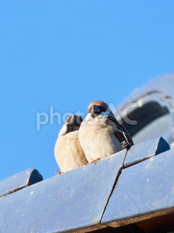 屋根の上で身を寄せ合う仲睦まじい二羽の雀 雀,スズメ,鳥の写真素材