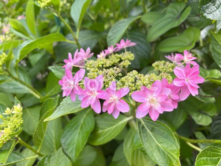 天使への贈り物　花冠 春,自然,アジサイの写真素材