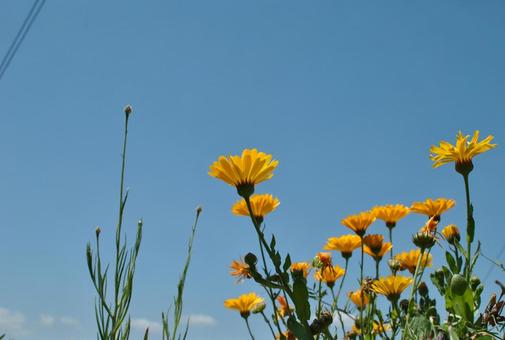 花と空 花と空の写真
