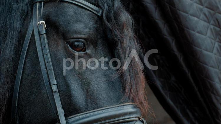 格好いい黒い馬の目アップ 馬,馬の顔,アップの写真素材