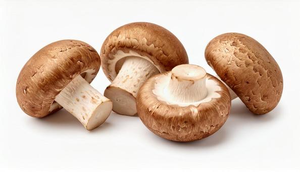 白い背景にしいたけ 白い背景にしいたけの写真