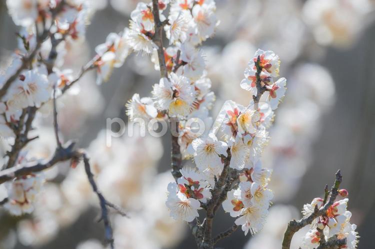 白梅 白梅,しらうめ,初春の写真素材