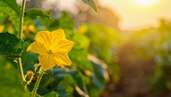 姫とうがんの花 姫とうがんの花の写真
