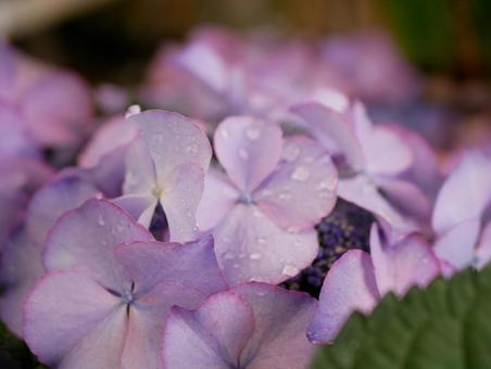 紫陽花 紫陽花の写真