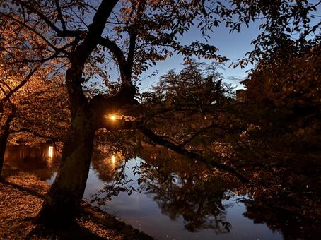 癒しの夜景 お城の水堀 癒しの夜景 お城の水堀の写真