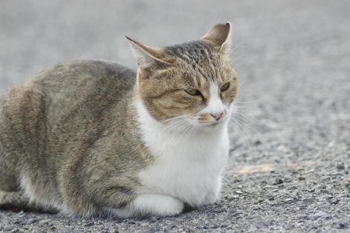 ねこ 箱座り,飼い猫,家猫の写真素材