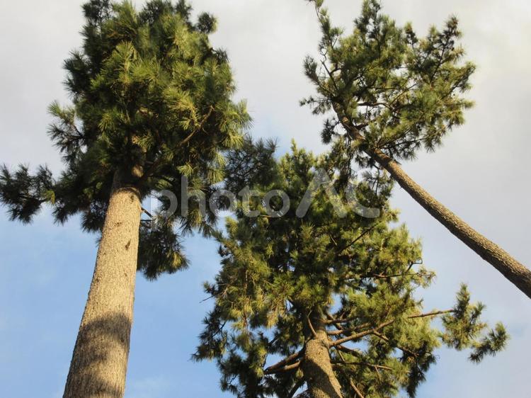 松の木 松,木,自然の写真素材