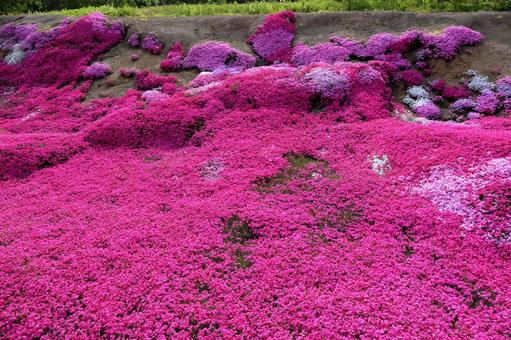 芝桜3 芝桜3 芝さくら,芝桜,さくらの写真素材