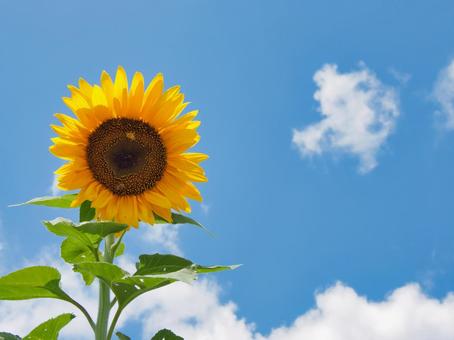 Nanko Sunflower Field (Sayo Town, Sayo District, Hyogo Prefecture), JPG Nanko Sunflower Field (Sayo Town, Sayo District, Hyogo Prefecture), nanko sunflower field, sunflower, hyōgo prefecture, JPG