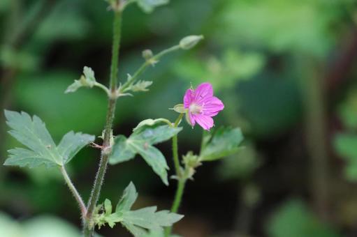 ゲンノショウコの花 ゲンノショウコの花 ゲンノショウコ,現の証拠,現証拠の写真素材
