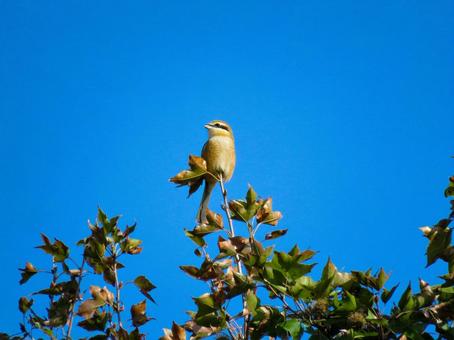 木の上に留まるモズのメス モズ,野鳥,動物の写真素材