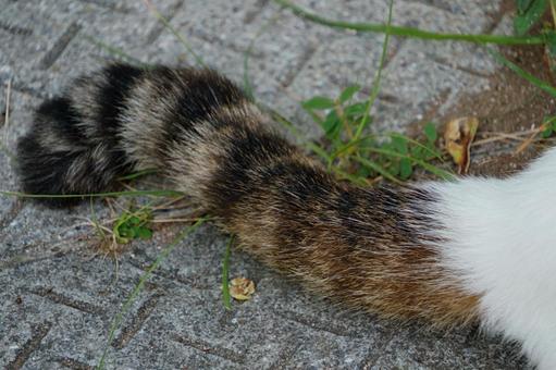 白い体と縞模様の尻尾の写真