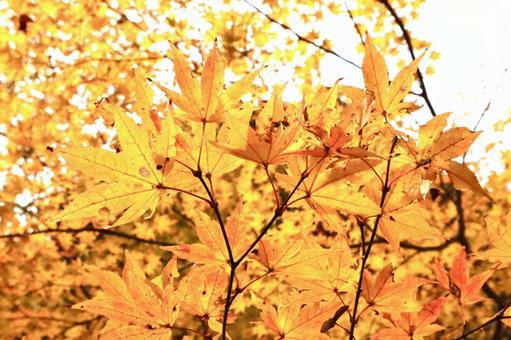 黄色い紅葉 黄色い紅葉の写真