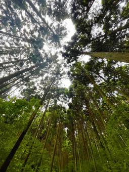 高い木 水沢山,水沢観音,森林の写真素材