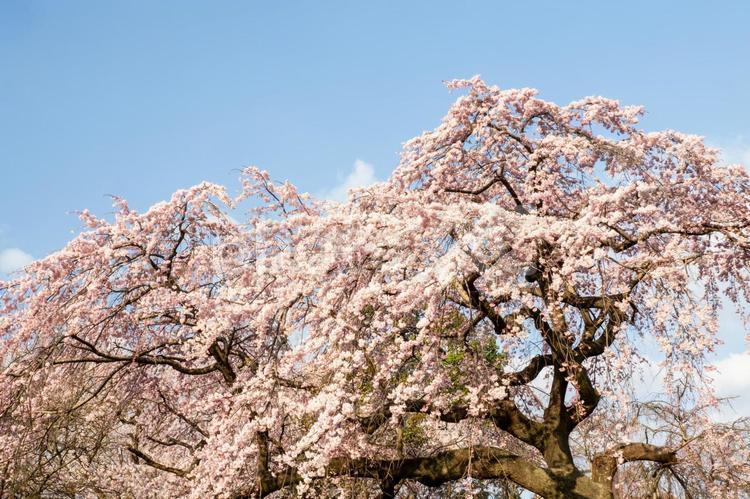榴岡公園の桜(25) 花,サクラ,さくらの写真素材