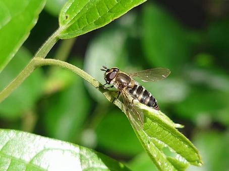 クロヒラタアブ クロヒラタアブ,昆虫,虫の写真素材