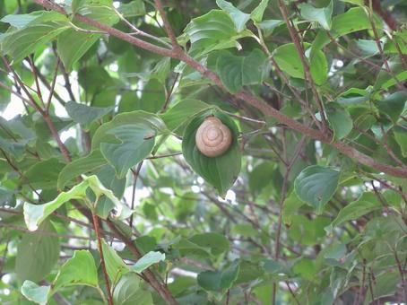 カタツムリ カタツムリ,かたつむり,蝸牛の写真素材
