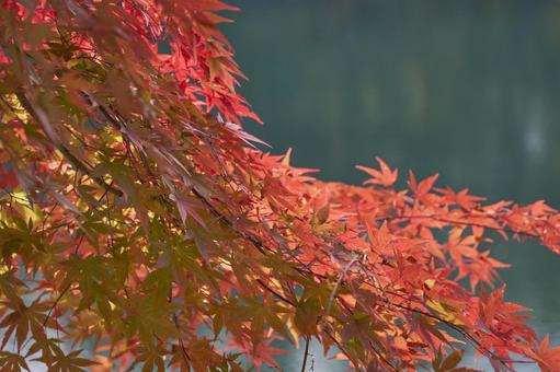 もみじ 紅葉 もみじ 紅葉の写真