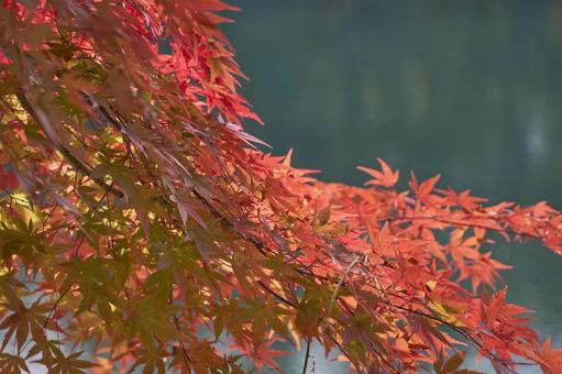 Photo, maple, autumn, best time to see, 