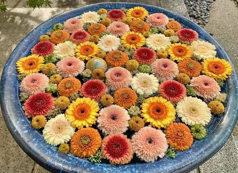 色鮮やかな花手水24 花手水,はなちょうず,手水舎の写真素材