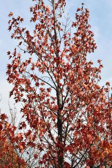 モミジバフウ（紅葉葉楓） モミジバフウ,アメリカソゴウコウノキ,紅葉葉楓の写真素材