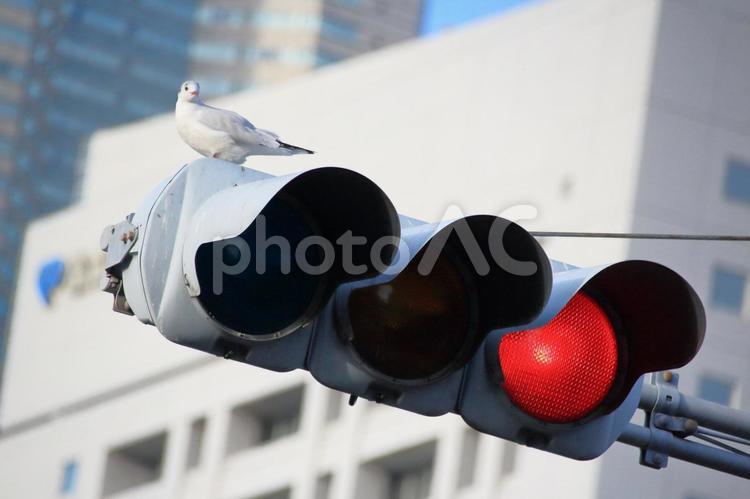 カモメと赤信号 カモメ,ビル,信号の写真素材