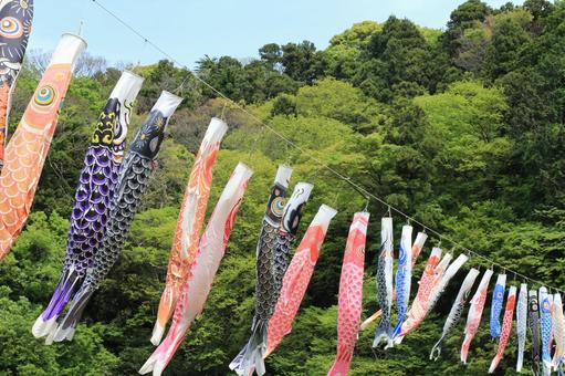 木々と鯉のぼり 木々と鯉のぼりの写真