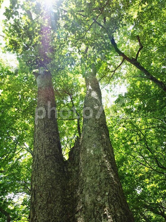 木漏れ日 木漏れ日,小菅大菩薩道,夏山の写真素材