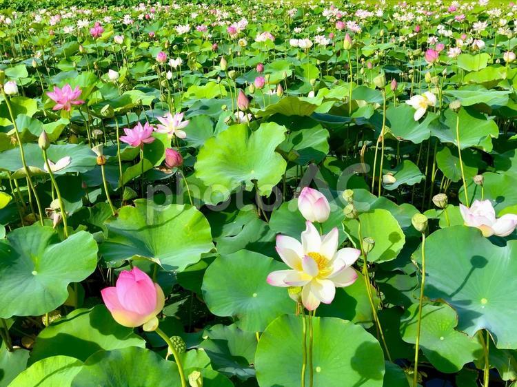 夏の風景　ハスの花 ハス,蓮,ハナハスの写真素材