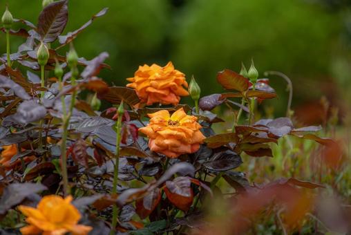 綺麗に咲いた薔薇の花 綺麗に咲いた薔薇の花の写真