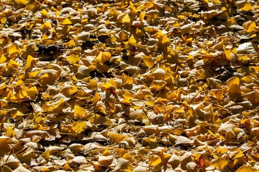 落ち葉 落ち葉,秋素材,銀杏の写真素材