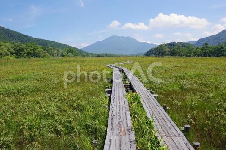 果てなき尾瀬の木道 尾瀬,木道,風景の写真素材