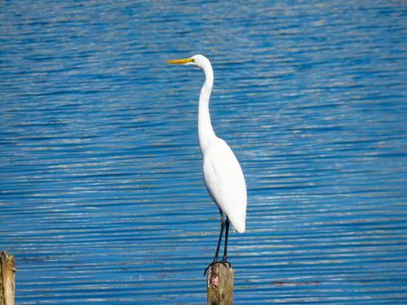 水辺に佇むダイサギ ダイサギ,野鳥,動物の写真素材
