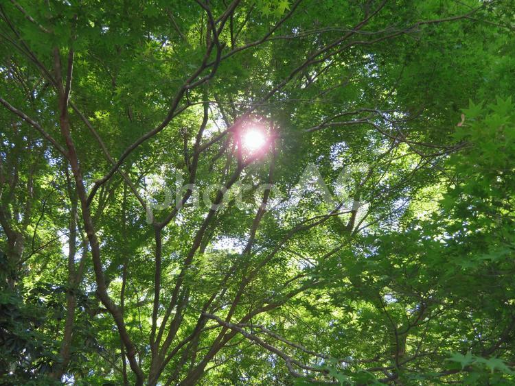 木漏れ日 木漏れ日,木,風景の写真素材
