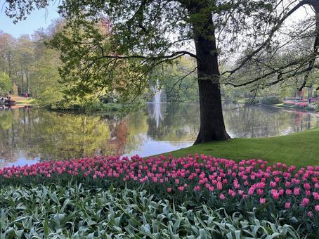 キューケンホフ公園 キューケンホフ公園 キューケンホフ,チューリップ,アムステルダムの写真素材