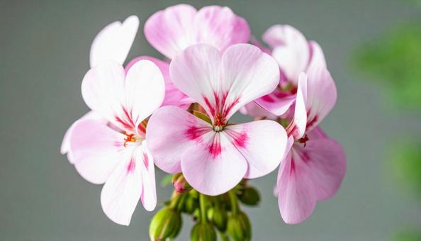 ゼラニウムの花 ゼラニウムの花の写真