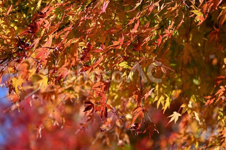 紅葉・秋のイメージ：背景素材 紅葉,秋,秋のイメージの写真素材