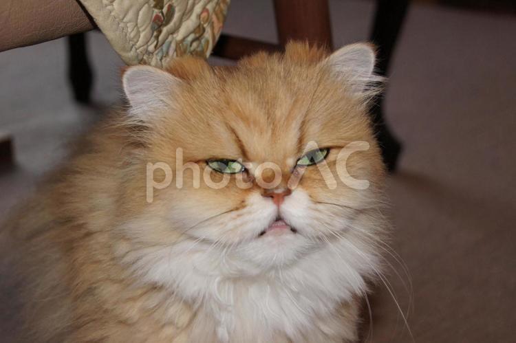 我が家の可愛いペルシャネコ 猫,ねこ,ネコの写真素材
