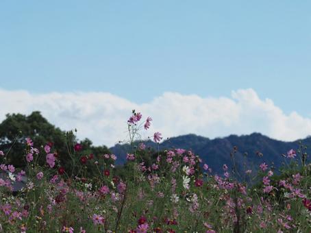 秋晴れのコスモス畑・岡東浄化センター№1 秋晴れのコスモス畑・岡東浄化センター№1の写真