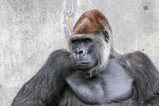 ニシゴリラ ニシゴリラの写真