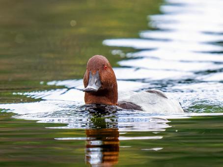 池を泳ぐホシハジロ ホシハジロ,鴨,野鳥の写真素材