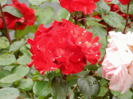 【薔薇の写真】バラの花 【薔薇の写真】バラの花の写真