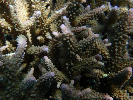 スギノキミドリイシ スギノキミドリイシ 海,魚,自然の写真素材