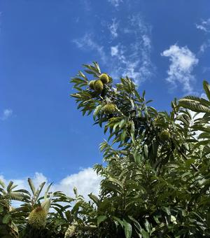 夏の空と緑 夏の空と緑の写真