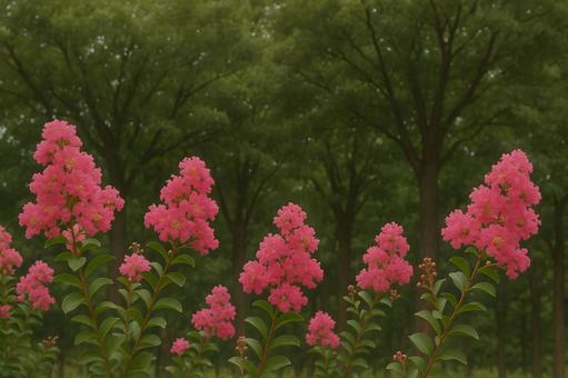 夏咲く百日紅 夏咲く百日紅の写真