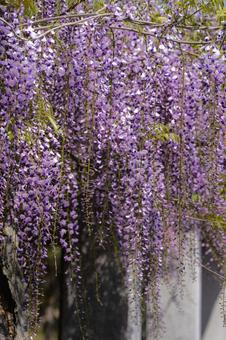 Wisteria trellis at the Village of Happiness, JPG