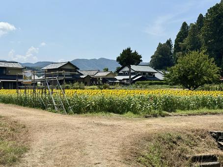 福井県 越前市のひまわり畑 福井県 越前市のひまわり畑 福井県,越前市,福井の写真素材